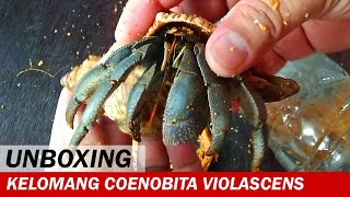 UNBOXING Kelomang Coenobita Violascens  Unboxing Video  Crabpedia [upl. by Anuahsed]