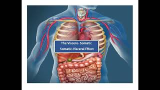 The VisceralSomatic  SomaticVisceral Effect in Visceral Osteopathy Podcast Clip [upl. by Ciapha368]