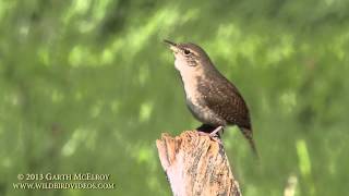 House Wren in Maine [upl. by Arihaz]