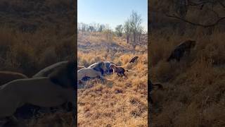 😱Lion Kills Hyena Over Hippo tourism wildlife africansafari africantourism africanfolktale [upl. by Huggins]