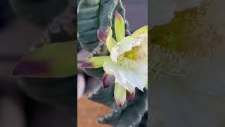 Spiralis cactus is blooming cactus flower cactus [upl. by Eram]