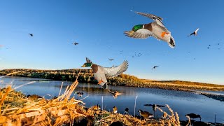 TINY FARM POND DUCK HUNT Limit Clean and Cook [upl. by Tiena868]