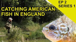 Pumpkinseed Fish in England Chasing Scales Species Hunt EPISODE 2 [upl. by Ilan]