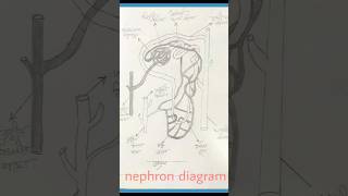 How to draw nephron diagram shorts art viralshorts [upl. by Acinot]