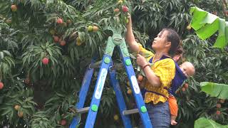 1Days Single mother Buy Lychee Fruit amp Harvesting Lychee Fruit Go To Market Sell ly tieu ly [upl. by Tavia]