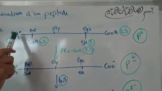 Biochimie Structural SVIS3 Équations dionisation dun peptide et calcule de pHi [upl. by Eciralc876]