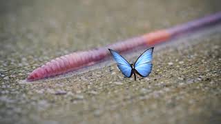 Weekly Themes Webs wings and wiggly things  Telarañas alas y los animalitos [upl. by Ydnec389]