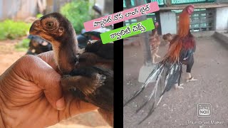 Parrot Beak Long Tail Chicks  9642987835  Rythu Market [upl. by Winstonn]