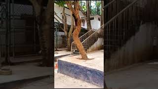 squirrel tirupati hills squirrelvideo [upl. by Marra169]