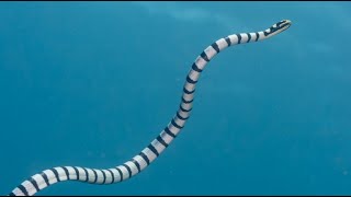 Facts The Sea Snake [upl. by Azelea765]