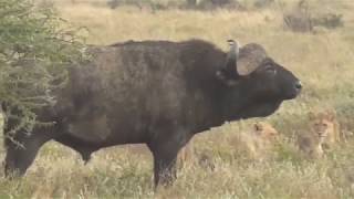 Lions vs Buffalo Tanzania Safari highlights [upl. by Hajile277]