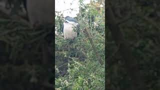 Kererū Native wood pigeon in tree lucerne [upl. by Yun845]