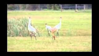 Whooping Crane Family Rockport TX [upl. by Russell88]