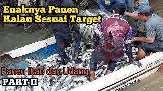 PANEN IKAN DAN UDANG Part2  TAMBAK TRADISIONAL TARAKAN fishfarming ikan [upl. by Anitsihc402]