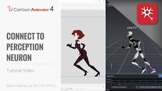 Cartoon Animator 4 Tutorial  Connect to Perception Neuron [upl. by Ahsimot]