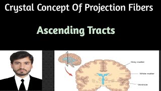 Projection fibers Part 2 Ascending tractssensory nerves with clinical correlations [upl. by Yenaled]