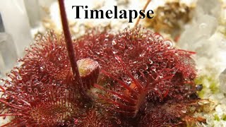 Drosera tentaculata Itacambira Brazil  Timelapse 970x [upl. by Dianna714]