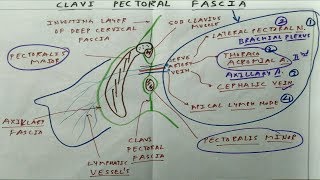 Clavi Pectoral Fascia  The Charsi of Medical Literature [upl. by Plossl]