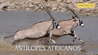 ANTÍLOPES AFRICANOS  Maravilhas selvagens da Savana [upl. by Aisnetroh]