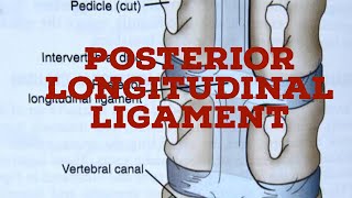 Posterior longitudinal ligament [upl. by Cayla]