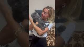 when you kiss your cat funny cat funncats funnucats catfunny pets catvideos [upl. by Lina]