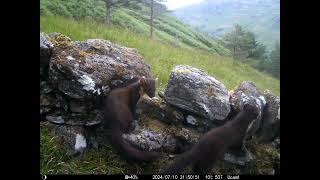 Eurasian pine martens on the wall [upl. by Noinatrad]