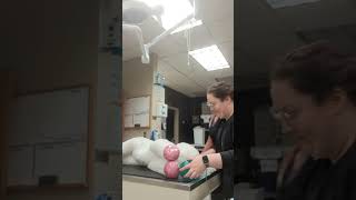 Penn Foster Externship 2 Skill 17 CPR [upl. by Onaicnop]