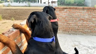 rottweiler dogs protects owner test protects owner dogs Rottweiler [upl. by Munsey865]