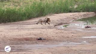 Lions Fearless Raid on Wild Dog Feast [upl. by Batsheva835]