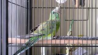 😍🦜 RED RUMP PARROT TRYING TO PULL BELL HAMMER OUT  LOL🦜 [upl. by Shannen361]