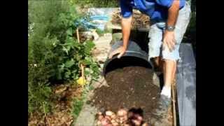 Grow Potatoes in a bin [upl. by Enixam599]