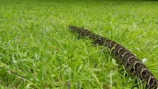 Puff Adder bitis arietans In Our Garden [upl. by Bohrer38]