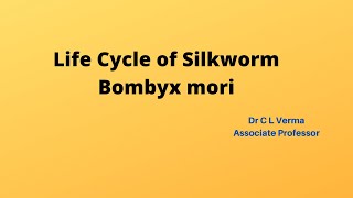 Life Cycle of SilkwormBombyx mori [upl. by Hernandez]