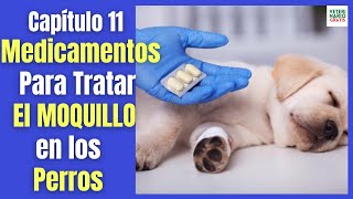 10 REMEDIOS CASEROS para el MOQUILLO en PERROS 🐶 [upl. by Itsirk960]