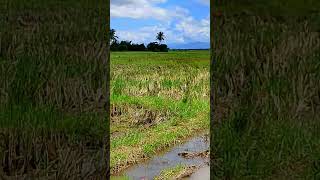 Ubing dituy away🌾🌾 youtubeshorts viralshorts fypyoutube [upl. by Eselahc]