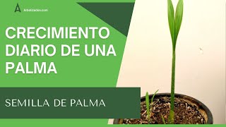 Semilla de Palma Crecimiento Dia a Dia 🌱  Germinación de Semilla Palma en Maceta  Shorts [upl. by Leahciam]