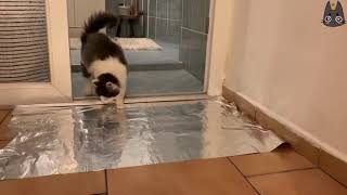 Cats vs TinAluminum Foil A Compilation [upl. by Eudoxia]