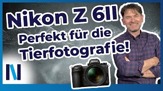 Nikon Z 6II Mit dem sensationellen TierAutofokus gelingen Dir tolle Fotos [upl. by Lefton537]