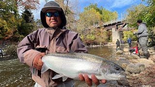 Fall Steelhead Fishing October 2023 fishing fishingvideo trendingvideo [upl. by Nwahsek473]