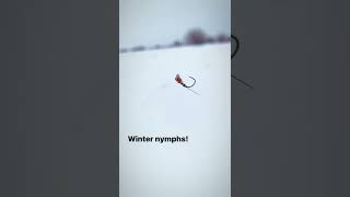 What are the best nymphs for winter fly fishing shorts flyfishing theflycrate troutfishing [upl. by Mcilroy]