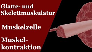 Muskeln  Muskelzelle und Kontraktion Gleitfilamenttheorie [upl. by Selrahcnhoj]