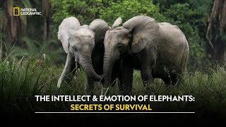 Africas Gentle Giants  Secrets Of The Elephants  हिंदी  Full Episode  S1  E4  Nat Geo Wild [upl. by Eedia]