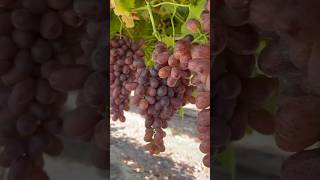 crimson seedless grapes 🍇🍇🍇 shorts [upl. by Arebma]