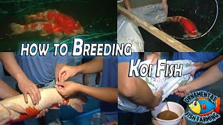 How to Breed Koi Carp Fish and Take Care of Baby Koi  Japanese koi Fish Farm [upl. by Melisse936]