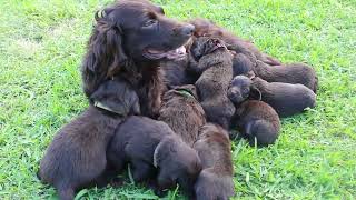 NORTHWEST FLORIDA BOYKIN SPANIEL PUPPIES [upl. by Batchelor87]