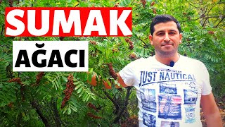 SUMAK SOMAK AĞACI NASIL OLUR VE NERELERDE YETİŞİR [upl. by Latona620]