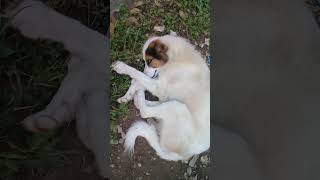 Stray dogs in evening  White Stray dog relaxing in grass  Black Cat amp Goat  Birds trending vlog [upl. by Adnirim236]