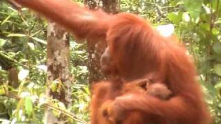 Steppes Discovery Borneo Orangutan Baby Feeding [upl. by Nyltiak]