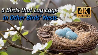 5 Birds that lay eggs in other Birds’ Nests [upl. by Ennairej]