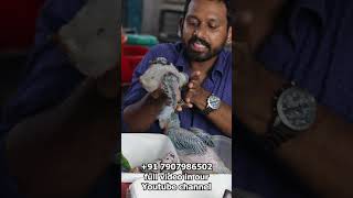 Scalybreasted lori യുടെ കുഞ്ഞും Grey Parrot കുഞ്ഞും birds birdsofkerala lovebirds lovesigns [upl. by Yalahs]